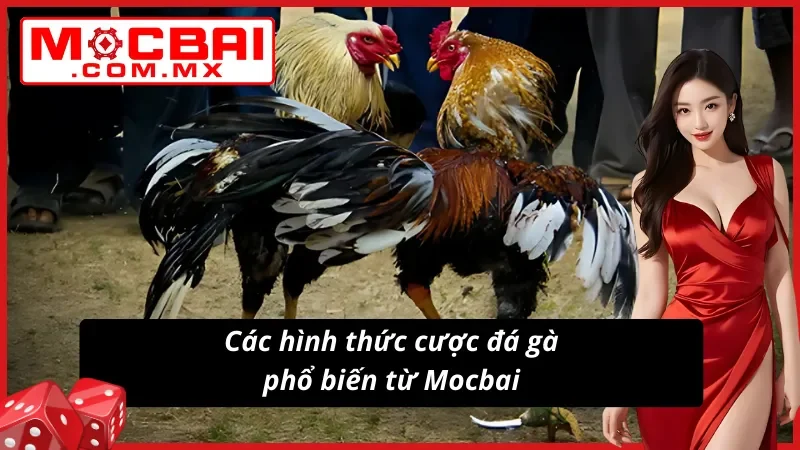 Đá Gà Mocbai – Địa Chỉ Cá Cược Và Xem Live Đá Gà Đẳng Cấp 5 Đa hình thức kèo Đá Gà đầy tiềm năng