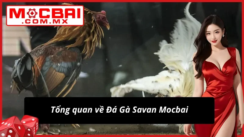 Đá Gà Savan Mocbai – Trường Gà Tiềm Năng Cho Mọi Cược Thủ 2 Đôi nét nổi bật về Đá Gà Savan