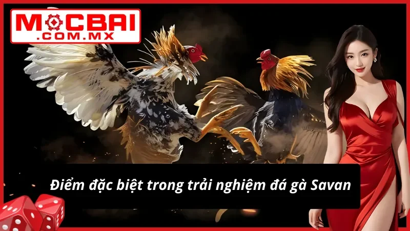 Đá Gà Savan Mocbai – Trường Gà Tiềm Năng Cho Mọi Cược Thủ 3 Trải nghiệm khác biệt của Đá Gà Savan tại nhà cái