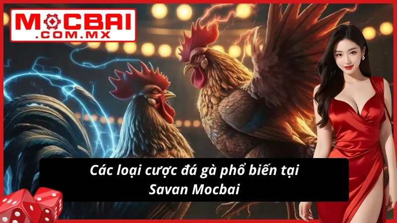 Đá Gà Savan Mocbai – Trường Gà Tiềm Năng Cho Mọi Cược Thủ 4 Đá Gà Savan với nhiều lựa chọn cược chất lượng