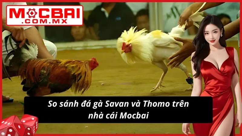 Đá Gà Savan Mocbai – Trường Gà Tiềm Năng Cho Mọi Cược Thủ 6 Đá Gà Savan và Thomo tuyệt đối chất lượng
