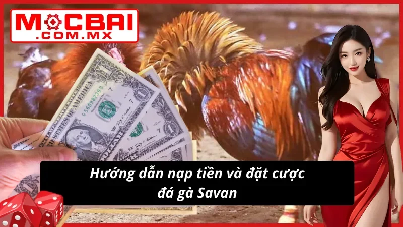 Đá Gà Savan Mocbai – Trường Gà Tiềm Năng Cho Mọi Cược Thủ 7 Trải nghiệm Đá Gà Savan cực đơn giản tại nhà cái