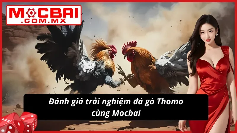 Đá Gà Thomo Mocbai: Xem Live Dễ Dàng Vào Kèo Không Giới Hạn 3 Trải nghiệm Đá Gà Thomo bùng nổ cùng nhà cái