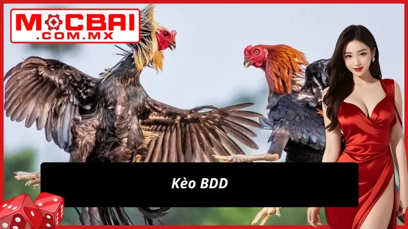 Đá Gà Thomo Mocbai: Xem Live Dễ Dàng Vào Kèo Không Giới Hạn 5 Vào kèo hòa chốt lời lớn cùng Đá Gà Thomo