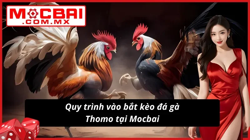 Đá Gà Thomo Mocbai: Xem Live Dễ Dàng Vào Kèo Không Giới Hạn 7 Hướng dẫn tân thủ Đá Gà Thomo thắng lớn